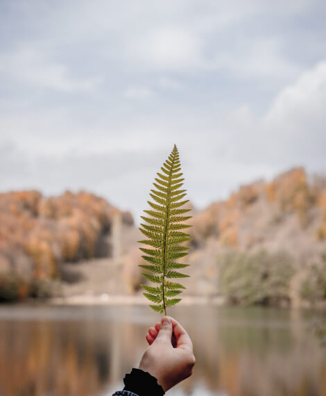 PROYECTO FINAL leaf